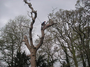 tree-surgeon-climbing-2