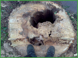 decayed-tree-stump